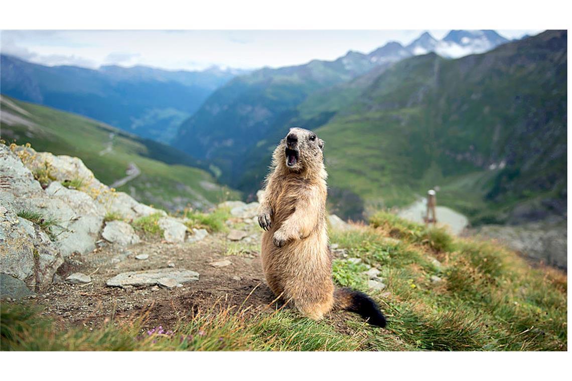 Sternfahrt zum Großglockner: Mercedes grüßt das Murmeltier Heimat der Murmeltiere