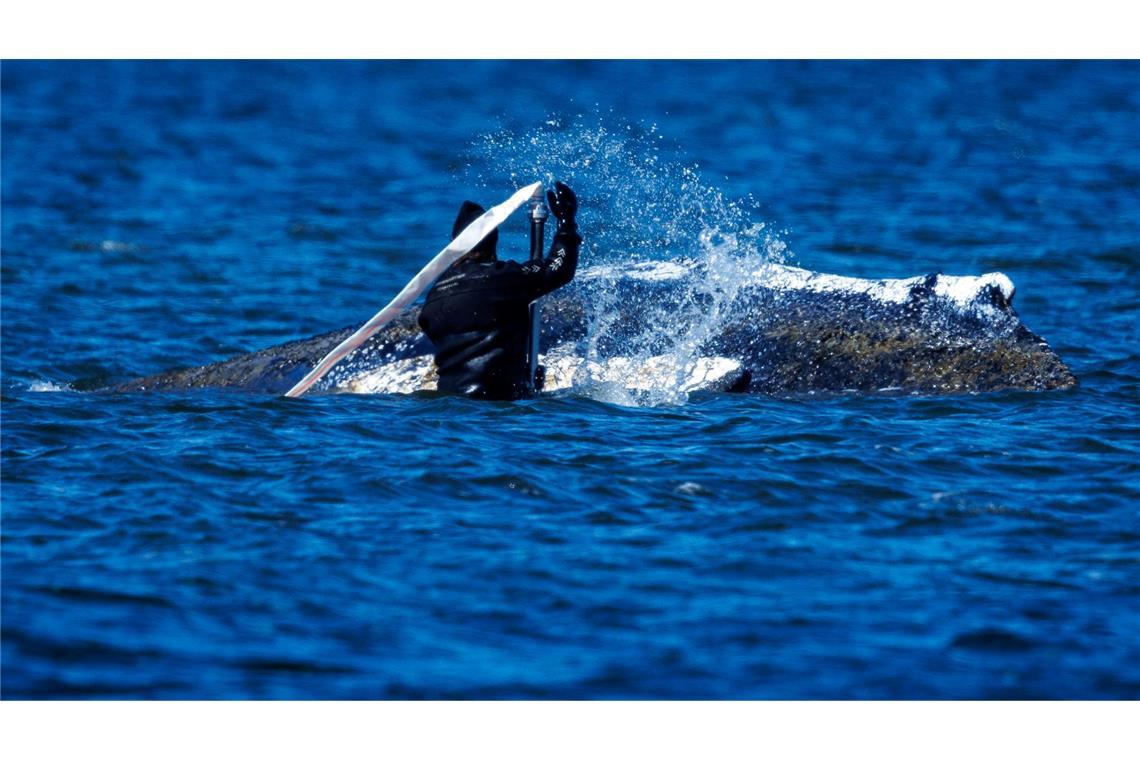 Helfer bemühen sich, den festsitzenden Buckelwal vor Poel freizuspülen.
