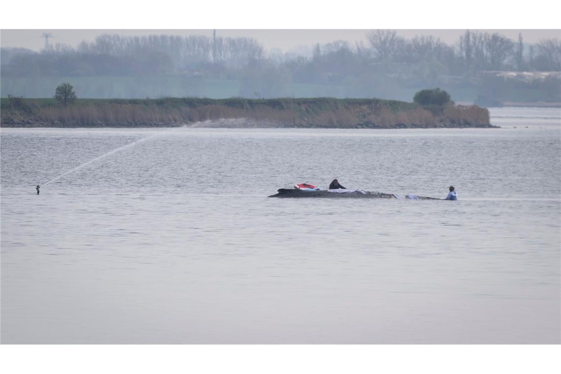 Helfer legen Tücher über den Wal.