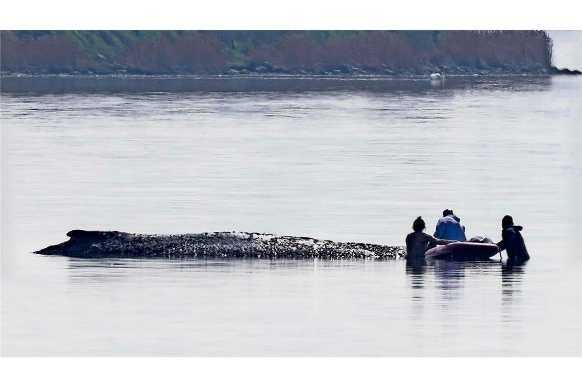 Helfer nähern sich dem gestrandeten Wal.
