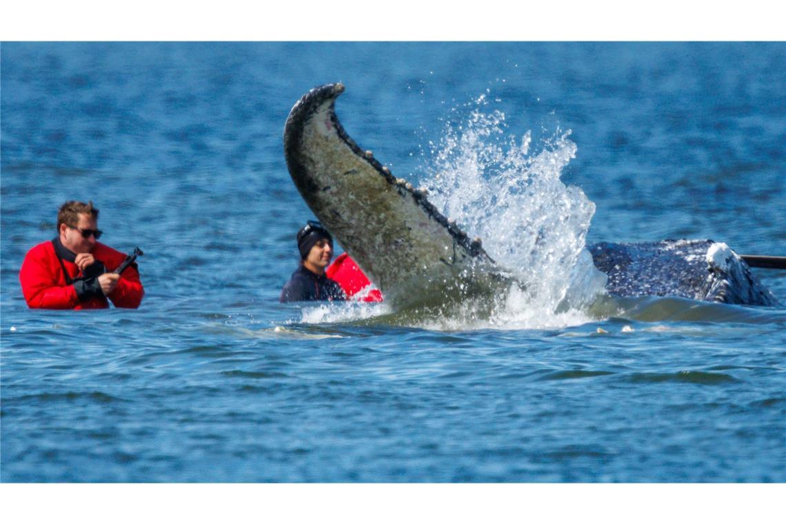 Helfer sichern den Buckelwal beim Verladen in den Lastkahn.