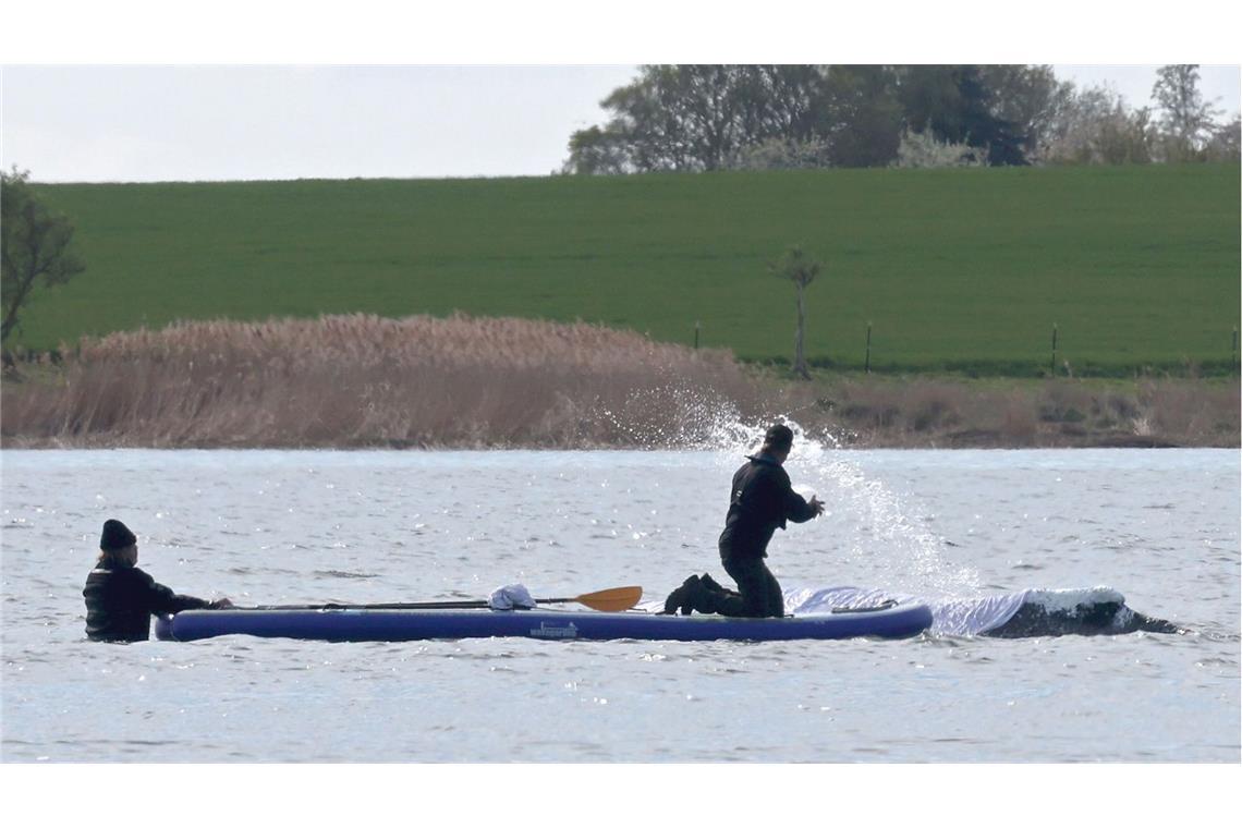 Helfer spritzen Wasser auf den gestrandeten Buckelwal vor der Insel Poel
