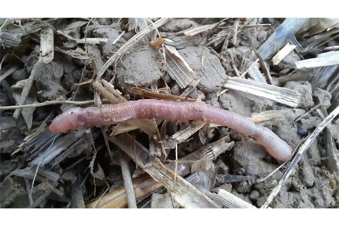 Traum in Blassrosa: Das ist der neu entdeckte bayerische Regenwurm Helodrilus bavaricus ist eher unscheinbar: Ausgewachsen ist er nur wenige Zentimeter groß.
