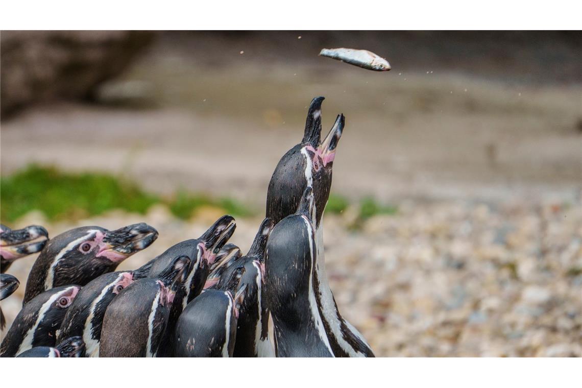 Bilder des Tages Her mit dem Futter - Pinguine schnappen bei einer öffentlicher Fütterung nach Fisch.