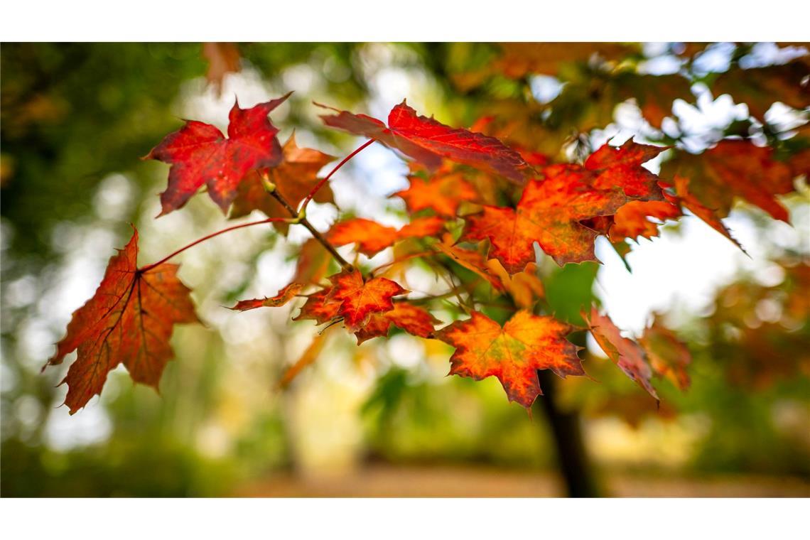 Herbstfarben: Orange und rot leuchten die Blätter eines Baumes in Ostfriesland.