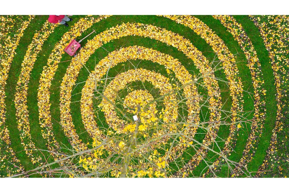 Bilder des Tages Herbstkunst im Garten: Ginkgo-Blätter in Spiralenform in einem Garten in Petersdorf