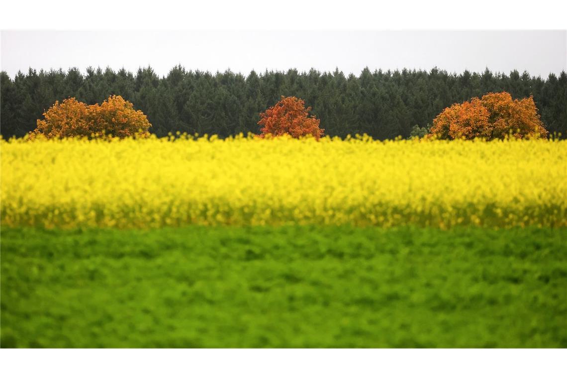 Herbstlich gefärbte Laubbäume stehen vor einem Senffeld im Regen. (zu dpa: «Sonniger Wochenstart - dann wird es wieder nass»)