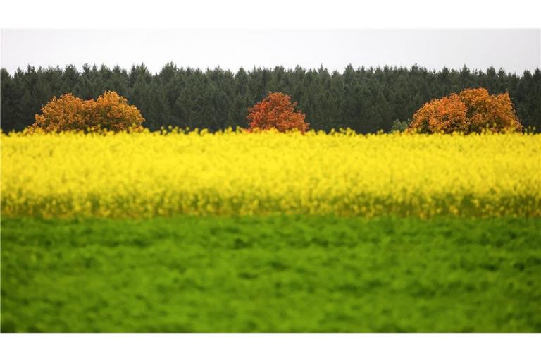 Herbstlich gefärbte Laubbäume stehen vor einem Senffeld im Regen. (zu dpa: «Sonniger Wochenstart - dann wird es wieder nass»)