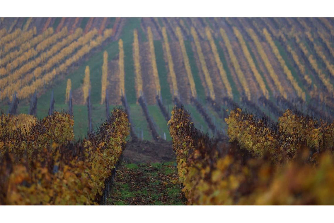 Bilder des Tages Herbstlich verfärbte Weinberge in Bayern
