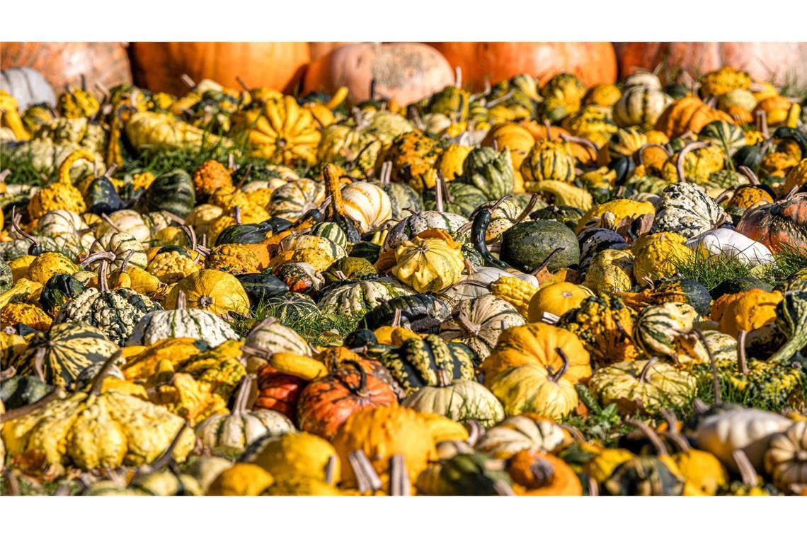 Herbstliche Kürbisvielfalt: Kleine Deko-Kürbisse auf dem Gelände eines Betriebs bei Schlepzig, Brandenburg.