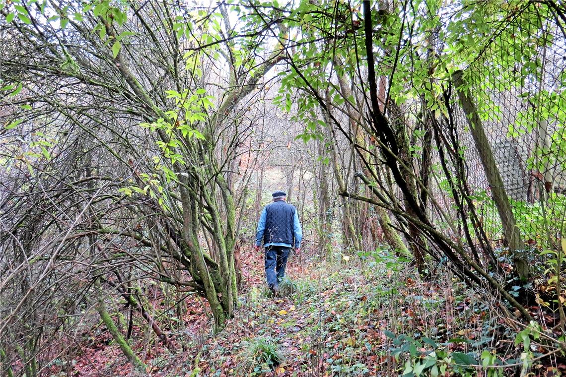 Herbstliche Stimmung und von Bäumen und Büschen gesäumte Wege. Fotos: C. Schick