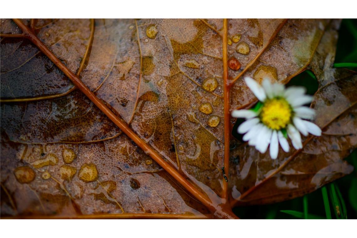 Bilder des Tages Herbstwetter in Brandenburg