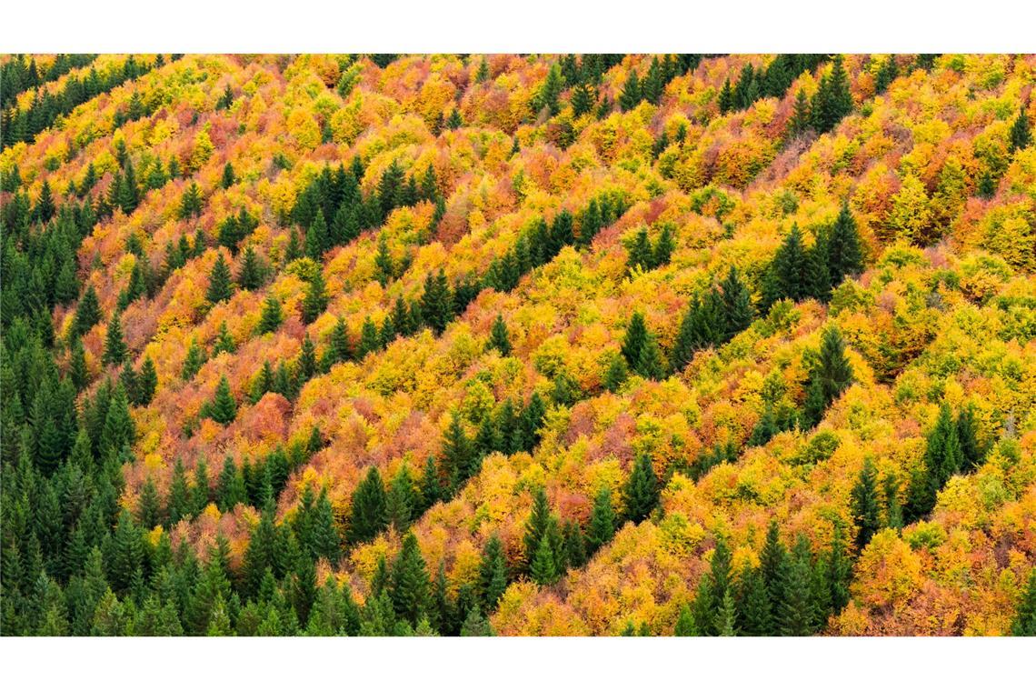 Bilder des Tages Herbstzauber im Harz: Farbenpracht wie im Indian Summer