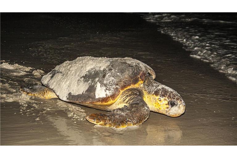 Hilflos wirkende Karettschildkröte am Strand (Symbolbild/Archiv).