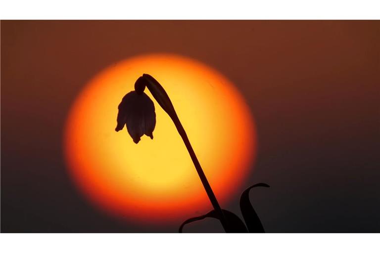 Hinter einem Märzenbecher in Unlingen geht am Morgen die Sonne auf. In der Luft liegt Saharastaub.