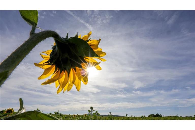 Hinter einer Sonnenblume scheint die Sonne. Laut Vorhersage des Deutschen Wetterdienstes (DWD) kann sich der Südwesten auf viel Sonne und Temperaturen bis 24 Grad einstellen (Symbolfoto).