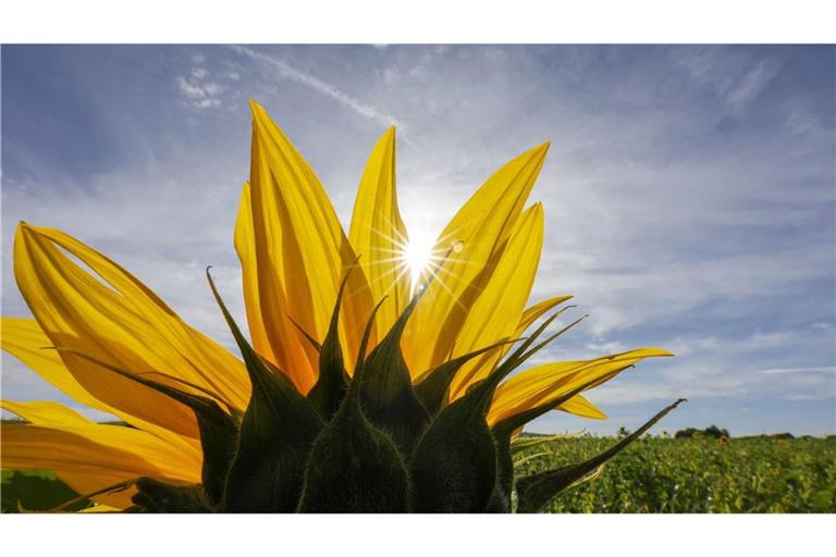 Hinter einer Sonnenblume scheint die Sonne (zu dpa: «Die Sonne gibt noch mal Vollgas: bis zu 31 Grad im Südwesten»)