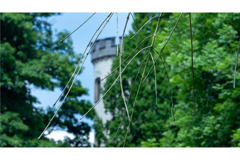 Hinter einer Trauer-Esche, deren Zweige vom Eschentriebsterben gezeichnet sind, ist ein Turm des Schlosses Rosenau zu sehen.