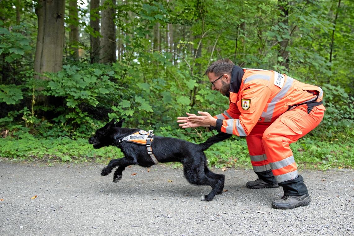 Hoch motiviert: Michael Braun schickt seine Nala los, damit sie das Waldgebiet scannt.