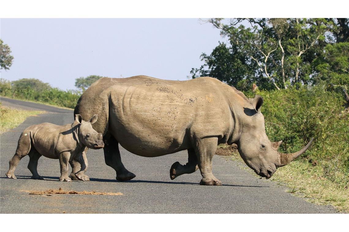 Entfernung des Horns reduziert Nashorn-Wilderei Hörner von Nashörnern sind wegen des hohen Preises ein begehrtes Schmuggelgut. (Handout)