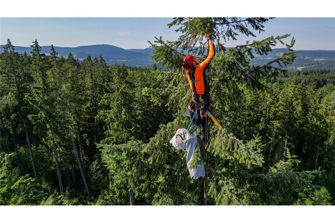 Hoffentlich schwindelfrei: Ein Zapfenpflücker pflückt in einem Wald in Sachsen Zapfen einer Douglasie in rund 35 Metern Höhe. Aus den Zapfen werden Samen gewonnen.