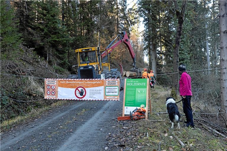 Holzernte ist in Zeiten von Trockenjahren und Käferbefall keine Selbstverständlichkeit mehr, auch wenn die aktuellen Niederschläge und milden bis kühlen Temperaturen für den Wald dieses Jahr eine Verschnaufpause bedeuten. Archivfoto. J. Fiedler