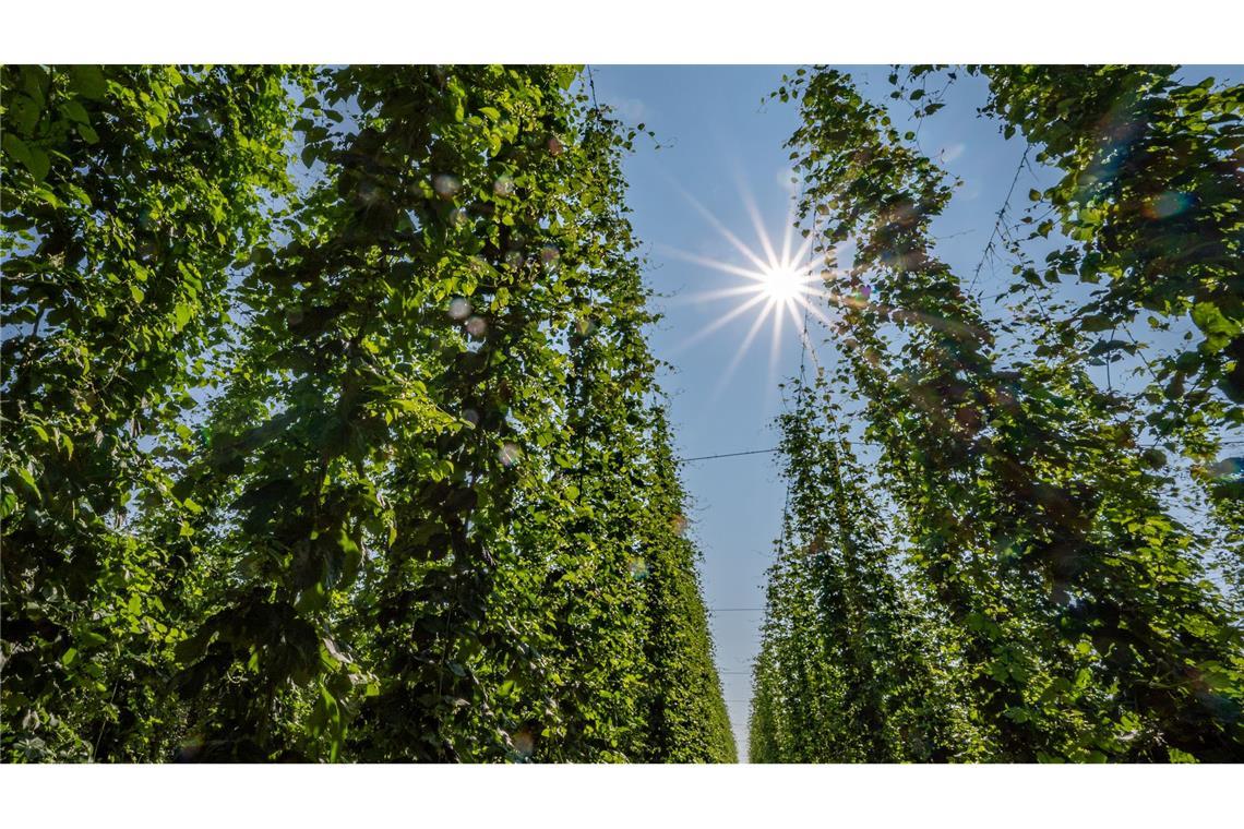 Hopfen im Anbaugebiet Hallertau.