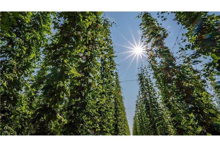 Hopfen im Anbaugebiet Hallertau.
