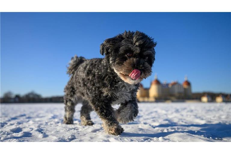 Hündin Rosi rennt über den zugefrorenen Teich von Schloss Moritzburg.