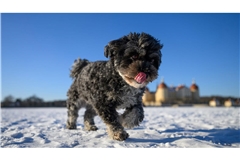 Hündin Rosi rennt über den zugefrorenen Teich von Schloss Moritzburg.