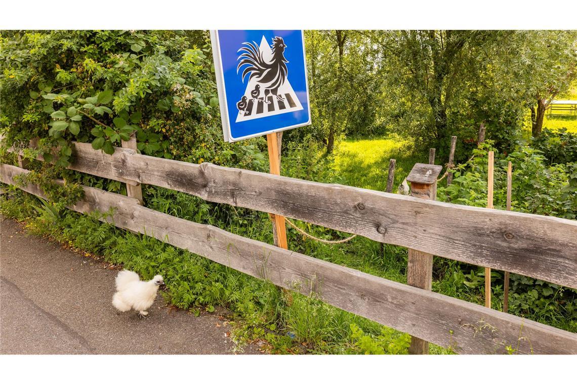 Bilder des Tages Huhn am Zebrastreifen: Badener in Kirchzarten baut Übergang für seine Tiere