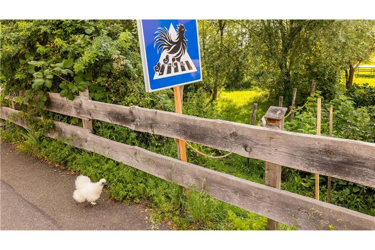 Huhn am Zebrastreifen: Badener in Kirchzarten baut Übergang für seine Tiere