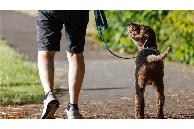 Hund beim Spaziergang: Ein Hund geht mit seinem Halter auf dem Deich am Werdersee spazieren.