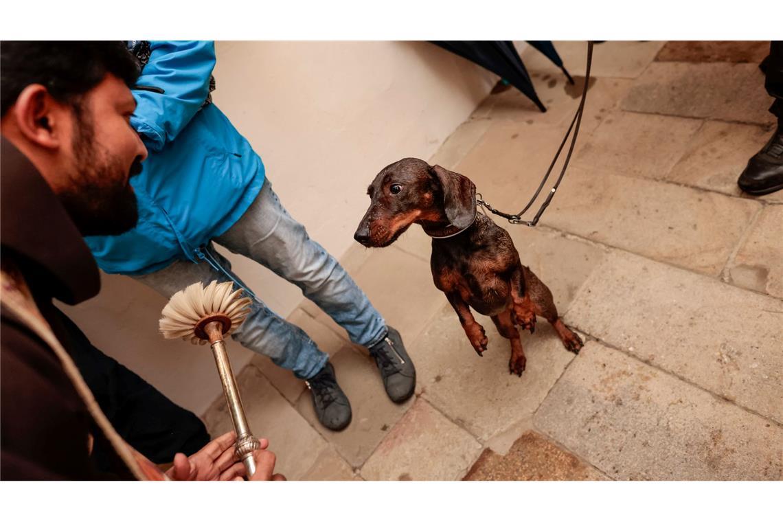 Bilder des Tages Hund & Herrchen gesegnet – Feier zum Welttierschutztag im Dom in Osnabrück