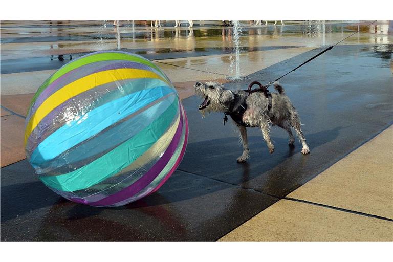 Hund "Seamus" bellt Ball an - Hundetag am Springbrunnen