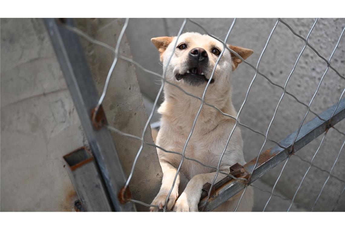 Hunde, die vor dem Hundefleisch-Fest in Yulin gerettet werden, landen oft auf Zhao Xinqis Hof.