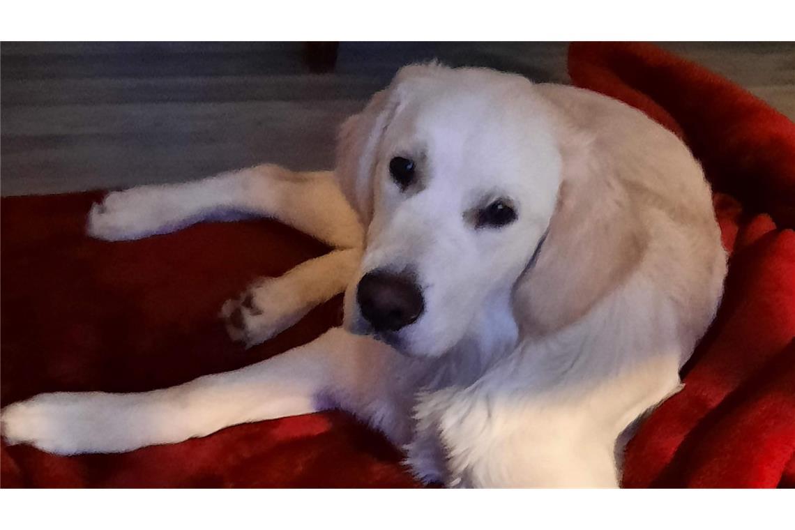 Hunde erfüllen für Menschen verschiedene emotionale Rollen: als Spielgefährte, Begleiter, Kind-Ersatz, Mittel gegen Einsamkeit oder wegen ihrer bedingungslosen Treue.