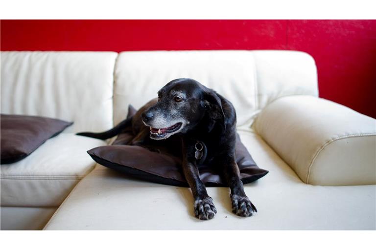 Hunde erleben das im Fernsehen Gezeigte aktiv mit. (Symbolfoto)