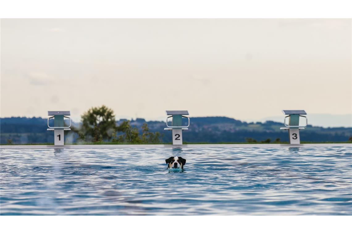 Bilder des Tages Hunde im Becker - Saisonende im Freibad