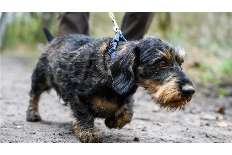 Hunde in Basel müssen angeleint werden. (Symbolbild)