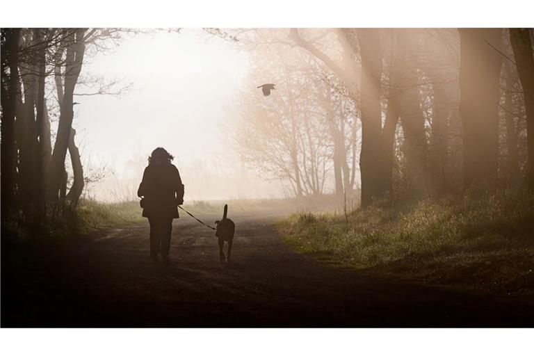 Hunde müssen künftig registriert und gechippt sein. Privatleute haben aber einige Jahre Zeit dafür. (Symbolbild)