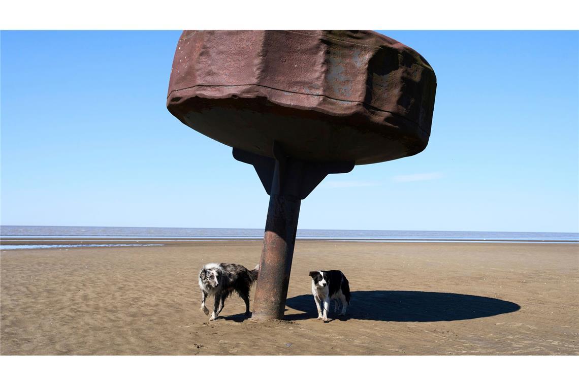 Hunde stehen unter einer Boje am Ufer des Rio de la Plata.