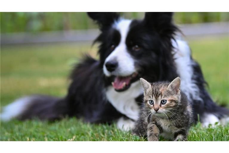 Hunde und Katzen können mit der Zeitumstellung mehr Probleme haben als Menschen.