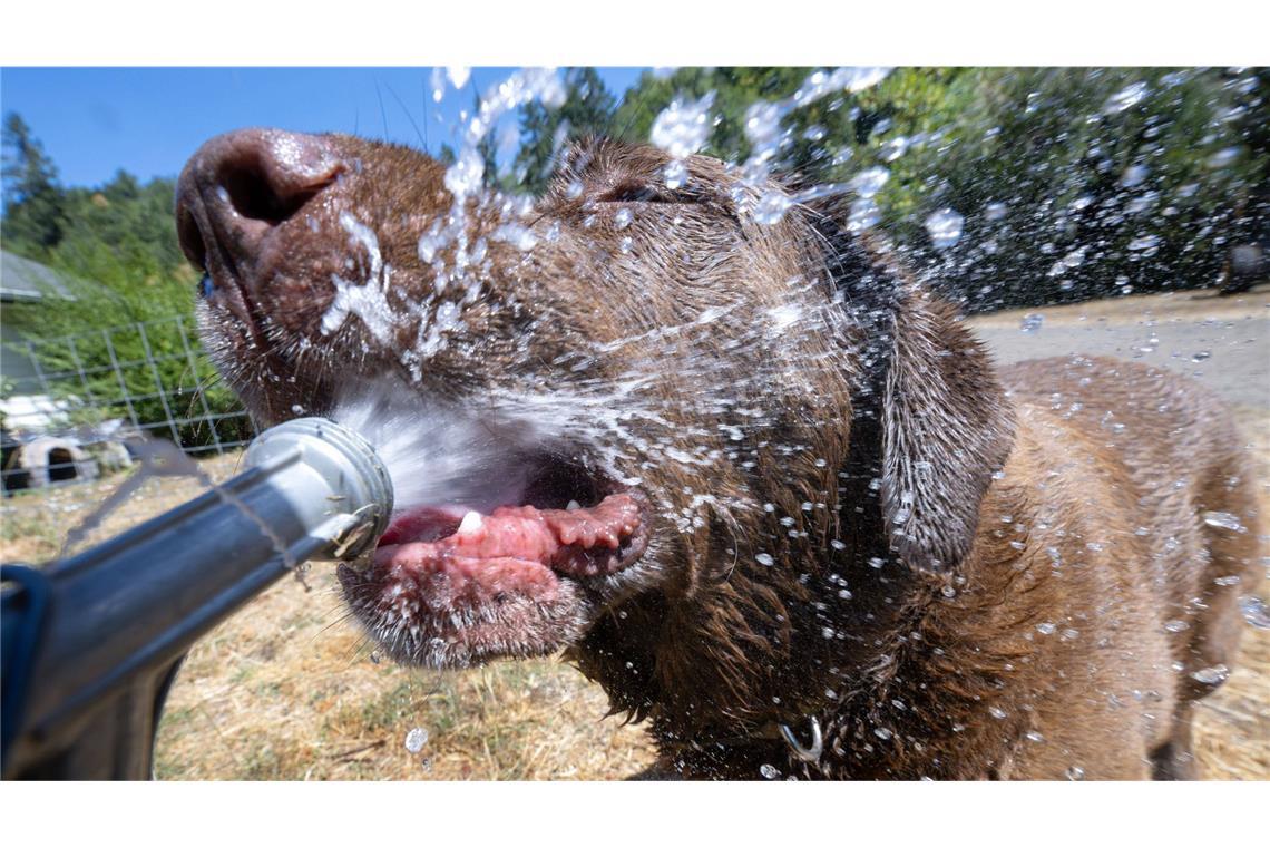 Hitzekuppel über Mittelmeer: Das sind die Folgen für Deutschland Hundstage: Bei extremen Temperaturen, wie sie derzeit in Deutschland herrschen, hilft nur eine kalte Dusche.