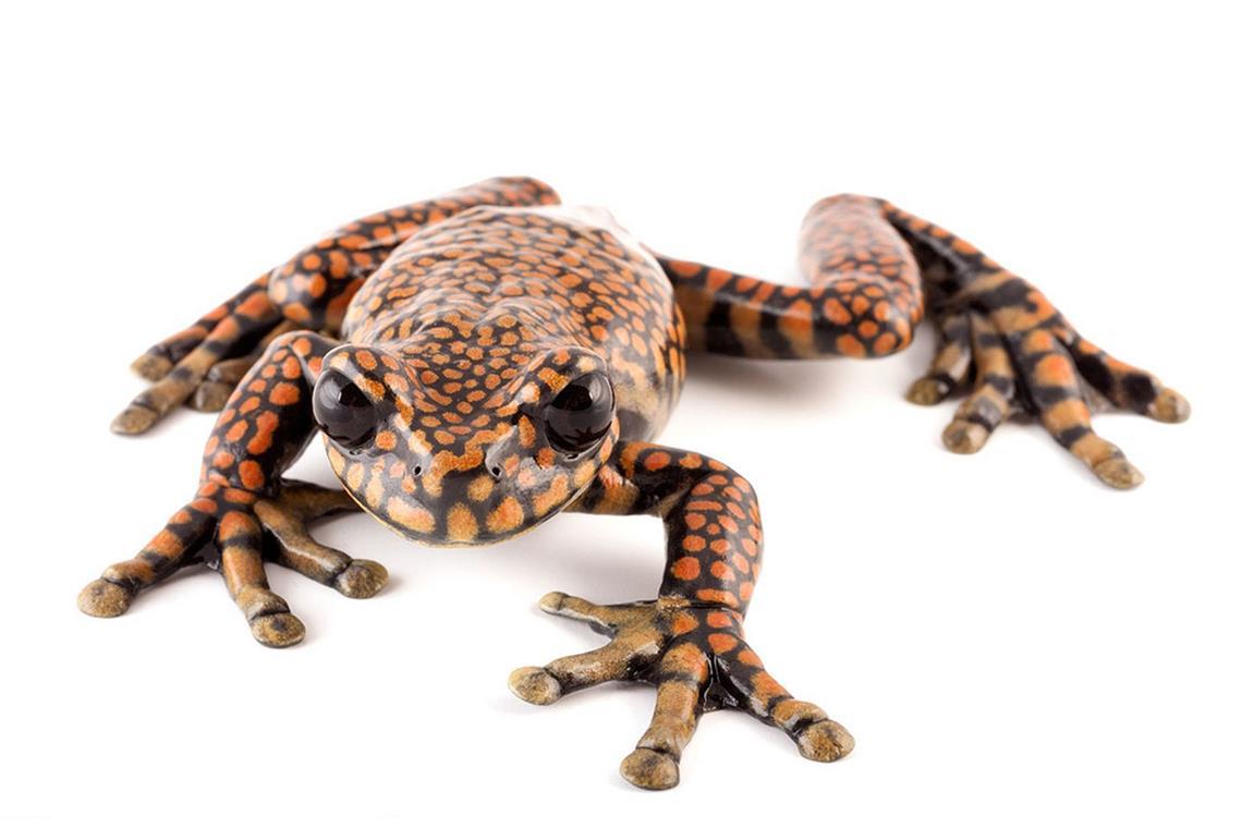 Hyloscirtus princecharlesi: Die seltene Froschart Hyloscirtus princecharlesi aus Ecuador wurde nach Charles aus dem Hause Windsor benannt, als er noch britischer Thronfolger war.