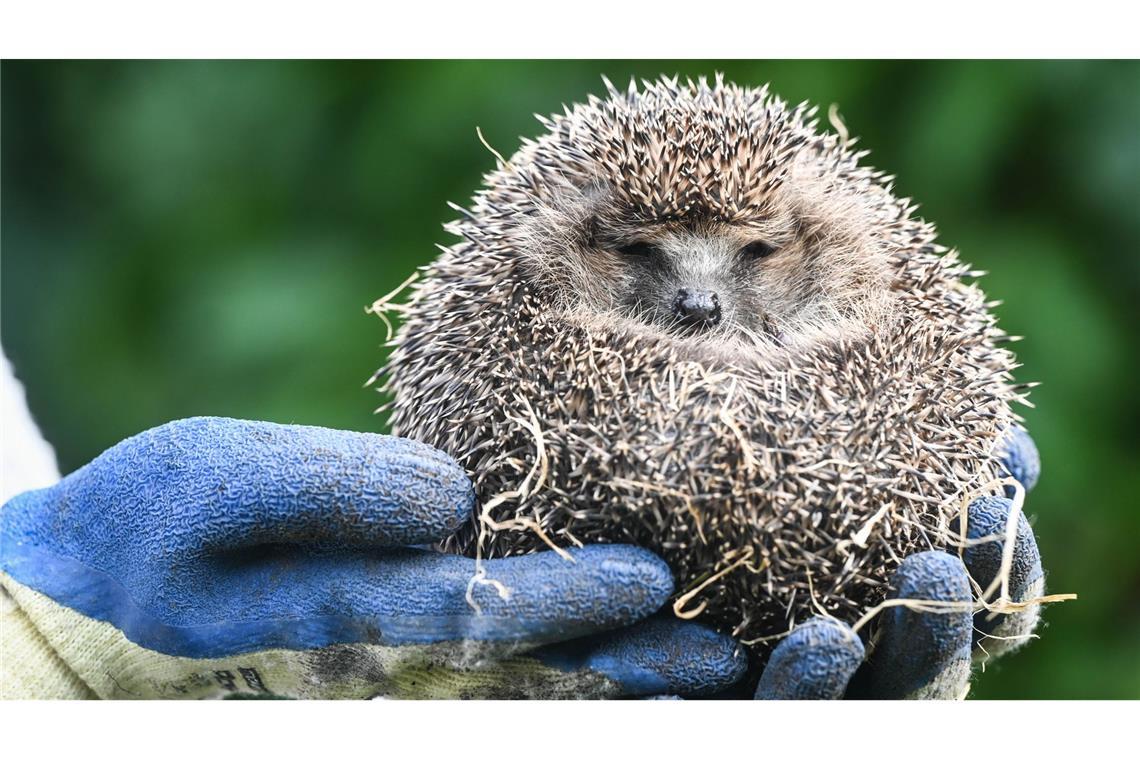 Wie Pools und Regentonnen Tiere gefährden – und wie man sie schützt Igel können ganz einfach mit Handschuhen aus dem Wasser geholt werden. Sie können zwar schwimmen – sind aber schnell erschöpft. (Symbolbild)