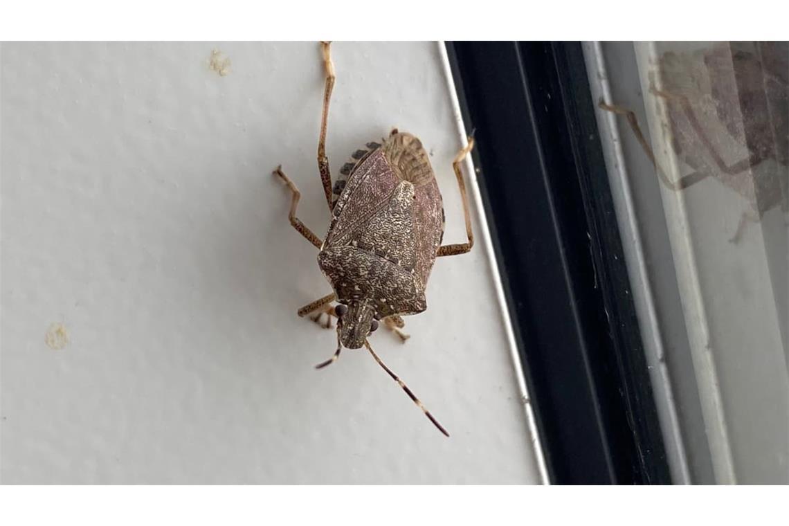 Igitt! Eine Stinkwanze an der Wand im gemütlichen Zuhause.