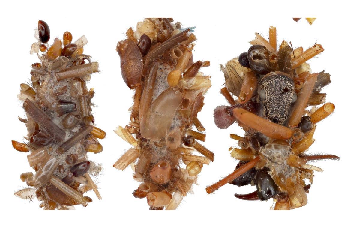 Knochensammler-Raupe trägt Überreste ihrer Beute als Tarnung Ihr Tarngewand aus ungenießbaren Körperteilen ihrer Insektenbeute kuratiert und konstruiert die Knochensammler-Raupe äußerst sorgfältig.