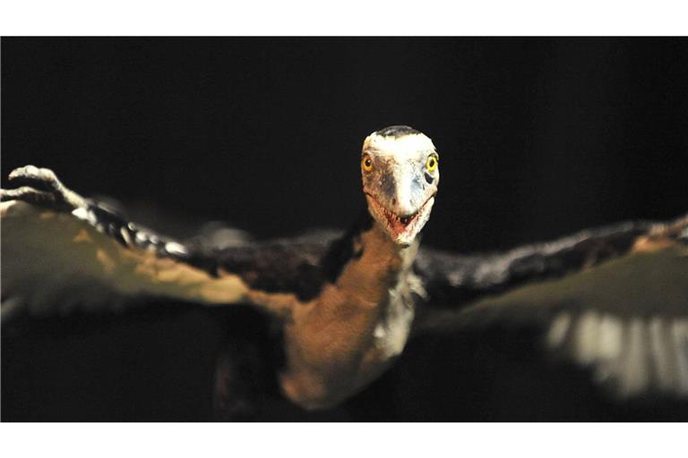Ikone der Evolution: Der Archaeopteryx lebte vor 150 Millionen Jahren und war eine Mischung aus Dinosaurier und Vogel.