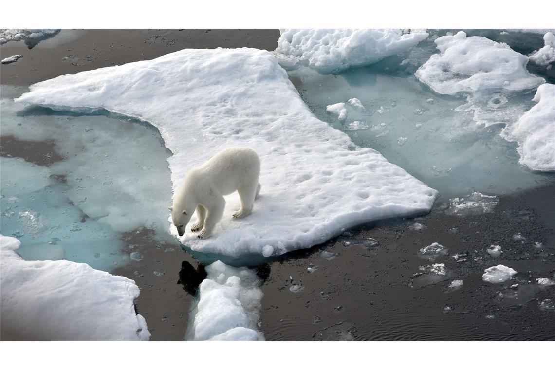 Meereis-Bedeckung fällt auf Allzeit-Minimum ILLUSTRATION. Ein Eisbär steht im Nordpolarmeer auf eine Eisscholle.